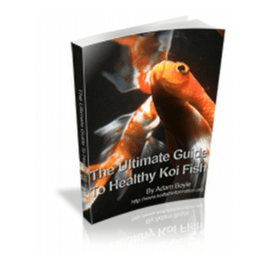 Guide To Healthy Koi Fish